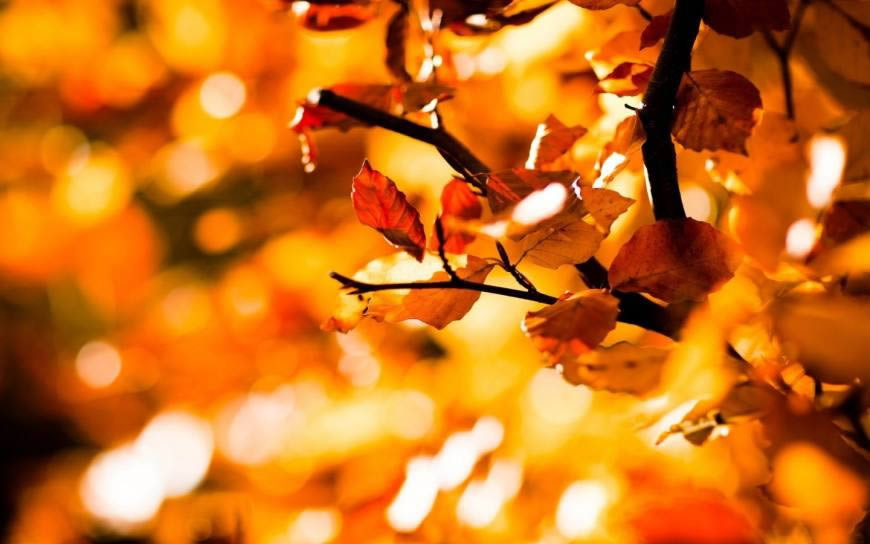 秋天的叶子高清壁纸图片 1440x900
