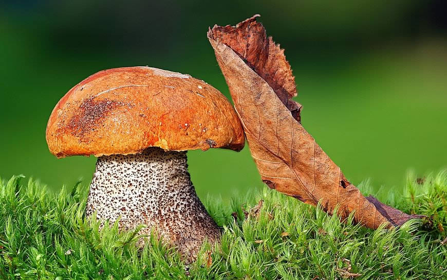 草地上的蘑菇高清壁纸图片 2560x1600