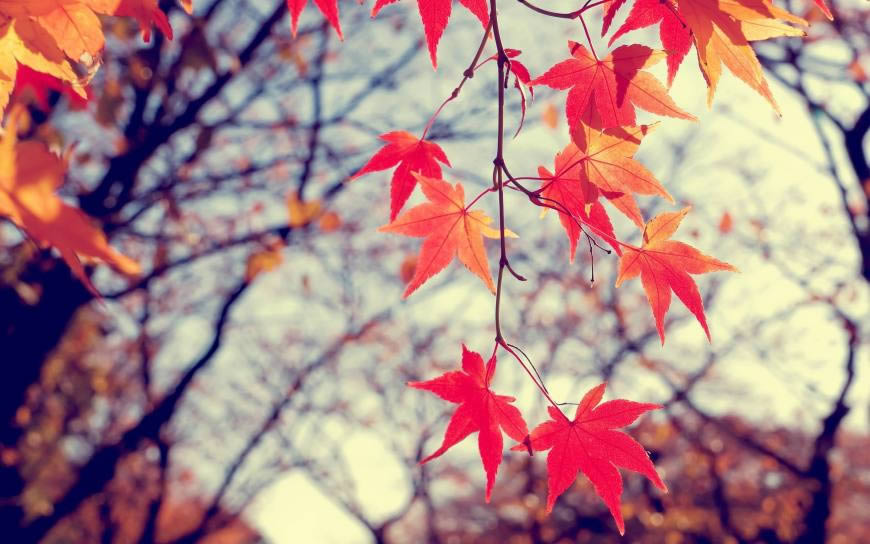 秋天的红枫叶高清壁纸图片 2560x1600