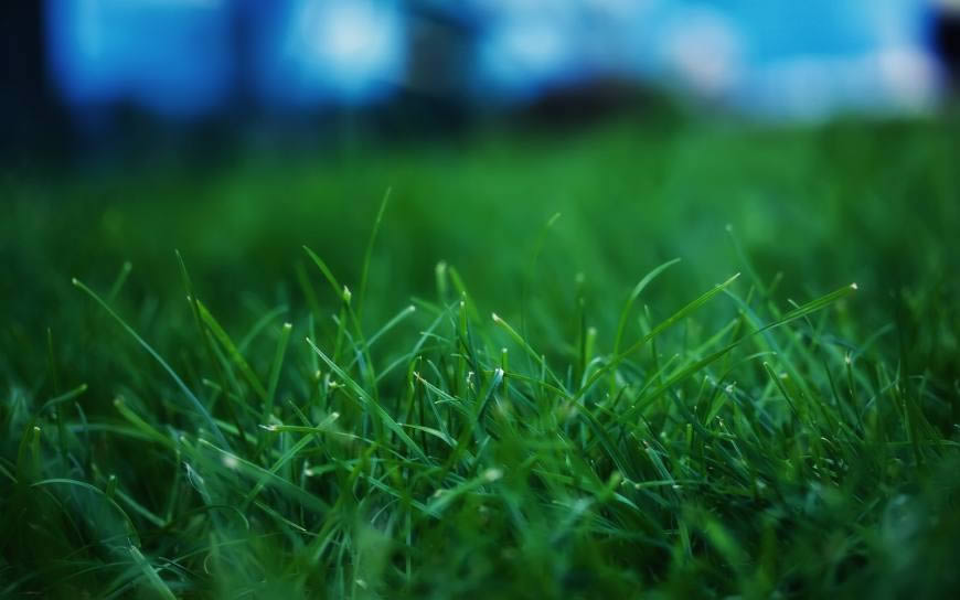 景深镜头下的绿色草坪高清壁纸图片 1920x1200