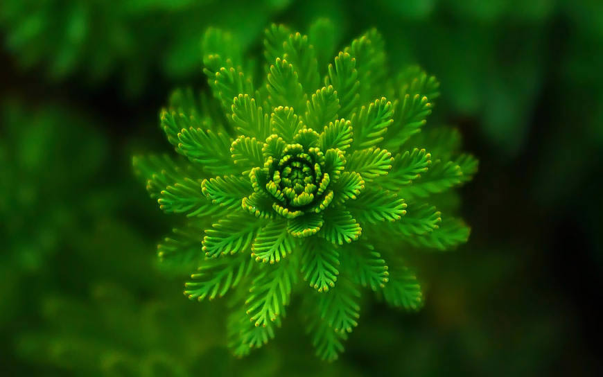 绿色的藻类植物高清壁纸图片 2880x1800