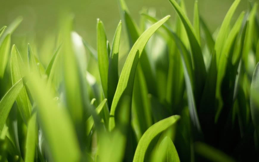 清新嫩绿的草高清壁纸图片 1920x1200