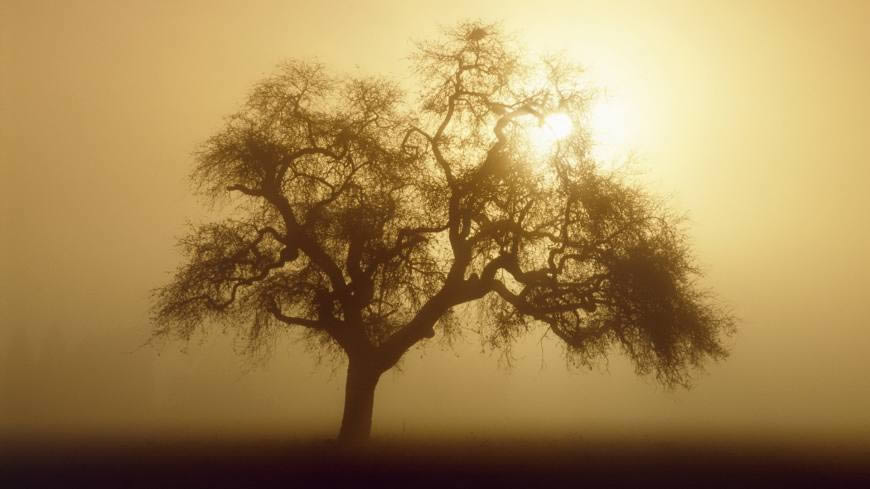 晨雾中的大树高清壁纸图片 1920x1080