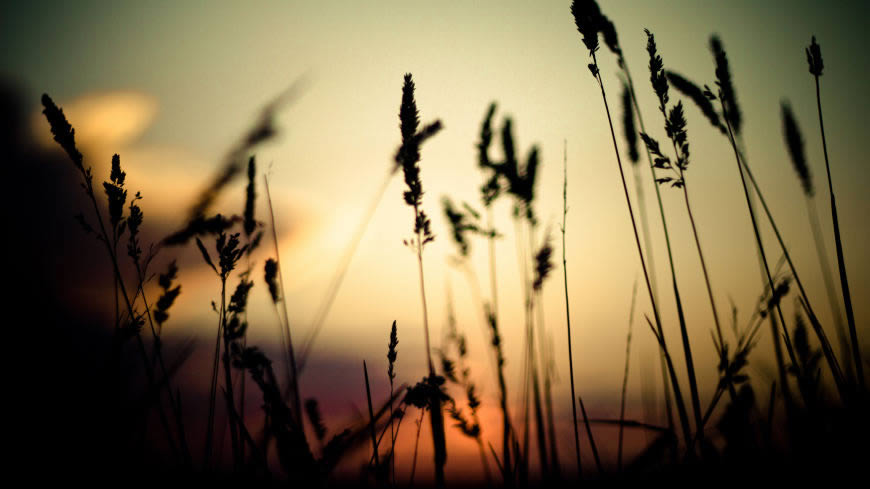 日落中的草丛高清壁纸图片 2560x1440