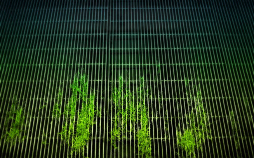 铁丝网冒出的绿草高清壁纸图片 1920x1200
