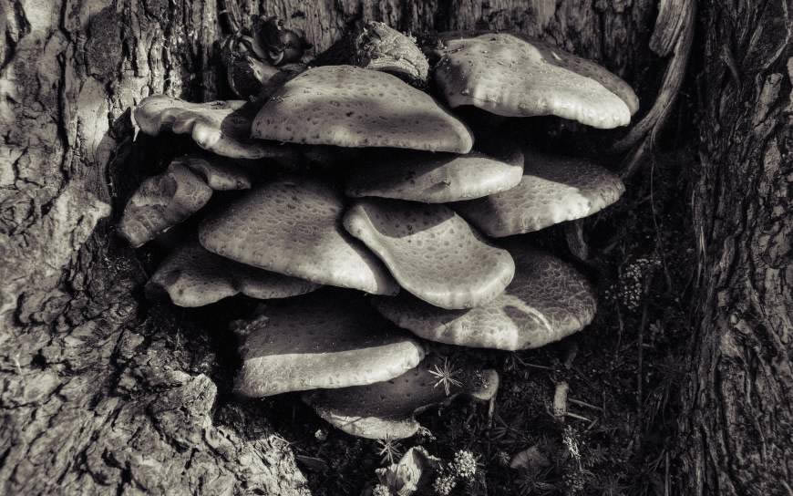 树上的蘑菇高清壁纸图片 2560x1600