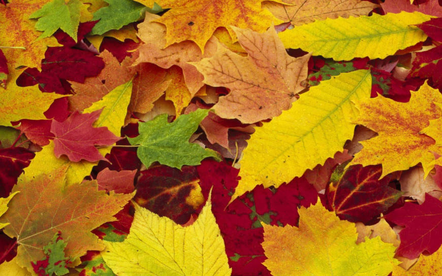 秋天的落叶高清壁纸图片 1920x1200