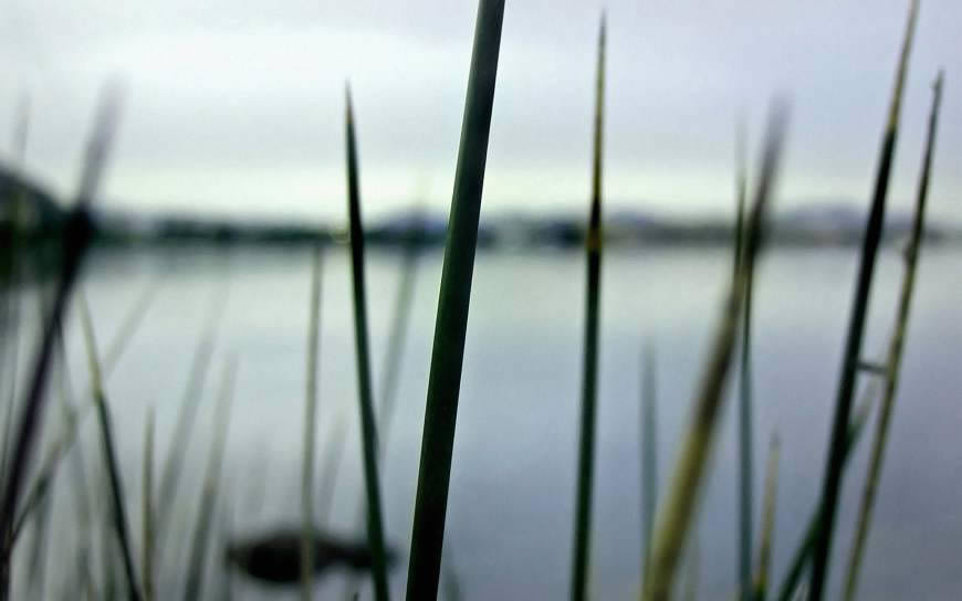 水边的绿草高清壁纸图片 2560x1600