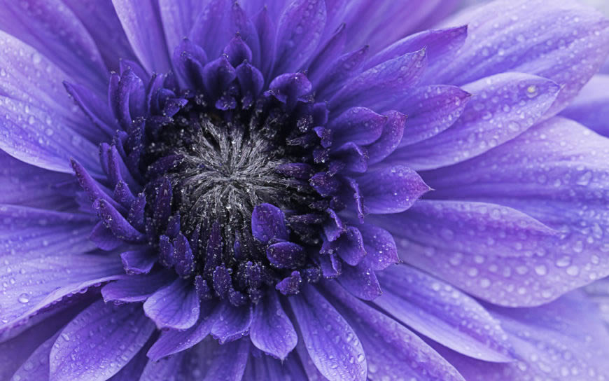 紫色花瓣高清壁纸图片 3840x2400