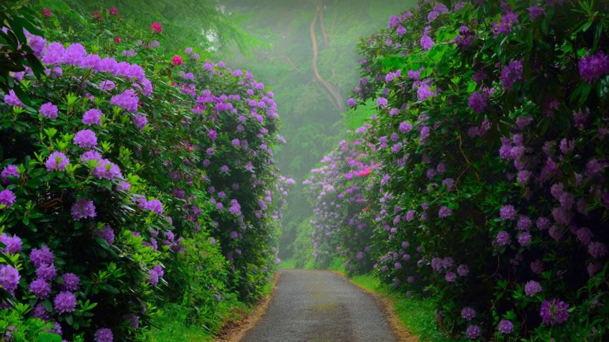 道路 灌木丛 粉红色花卉高清壁纸图片 7680x4320