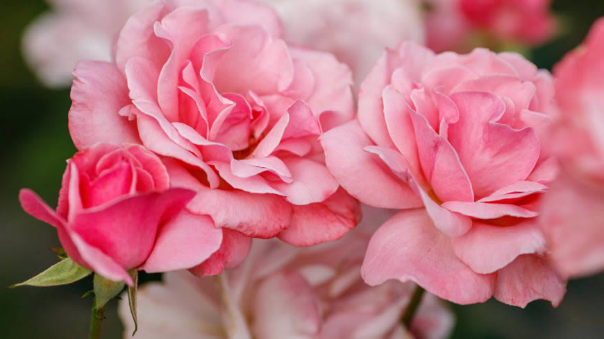 粉色玫瑰花高清壁纸图片 3840x2160