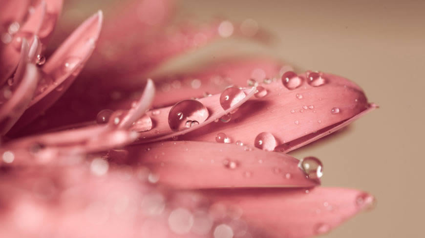 粉色花瓣上的水珠高清壁纸图片 3840x2160