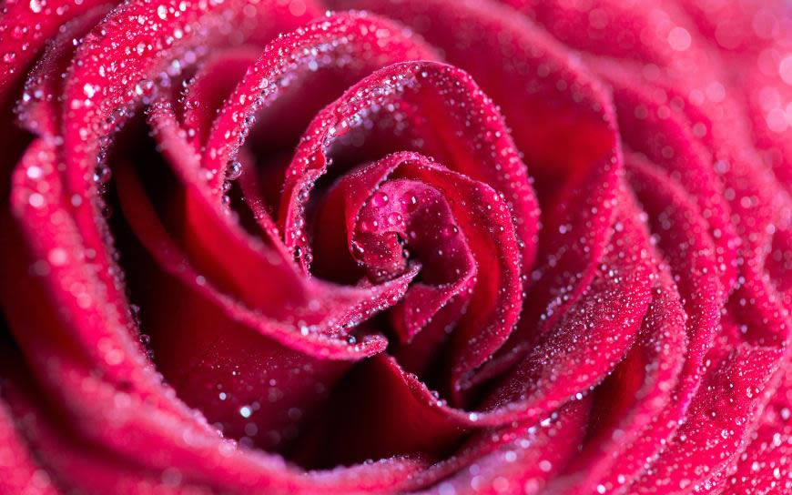 红玫瑰特写高清壁纸图片 3840x2400