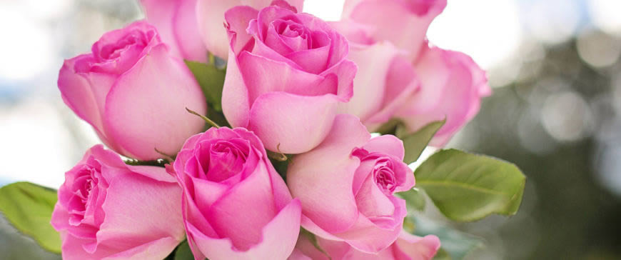 粉红色的玫瑰花高清壁纸图片 3440x1440