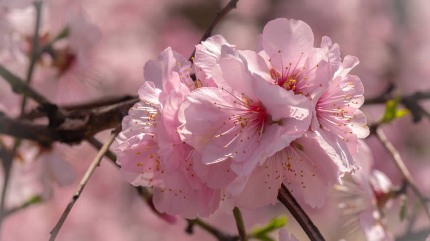 粉红色樱花高清壁纸图片 3840x2160