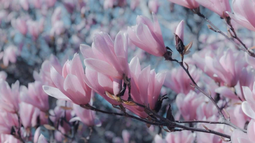 粉红色木兰花高清壁纸图片 3840x2160