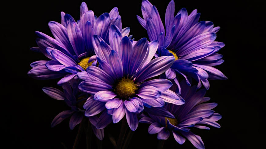 紫色菊花高清壁纸图片 3840x2160