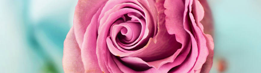 粉红色玫瑰花高清壁纸图片 3840x1080