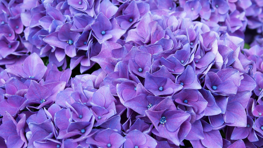 紫丁香花高清壁纸图片 5120x2880