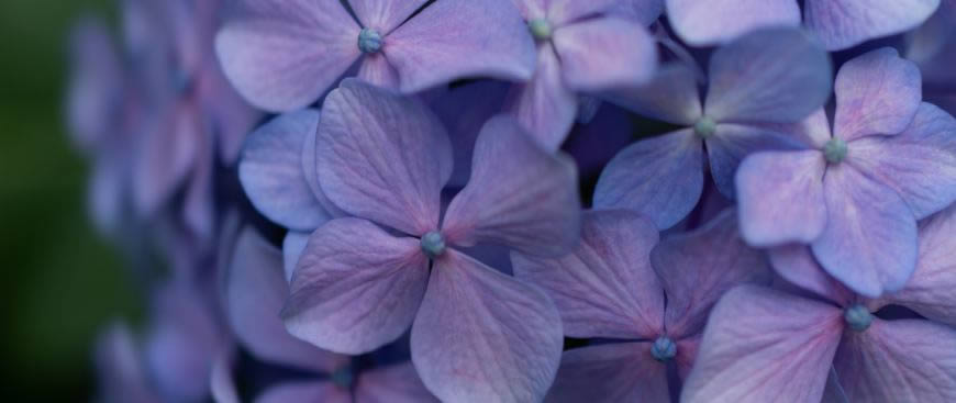 紫色丁香花高清壁纸图片 2560x1080