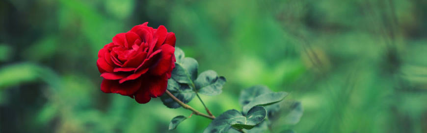 鲜艳的红玫瑰高清壁纸图片 3840x1200