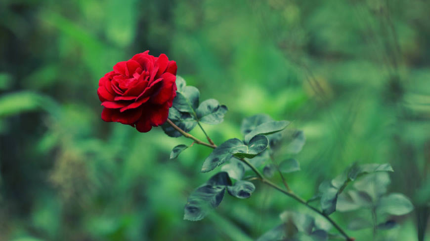 鲜艳的红玫瑰高清壁纸图片 5120x2880