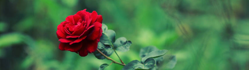 鲜艳的红玫瑰高清壁纸图片 3840x1080