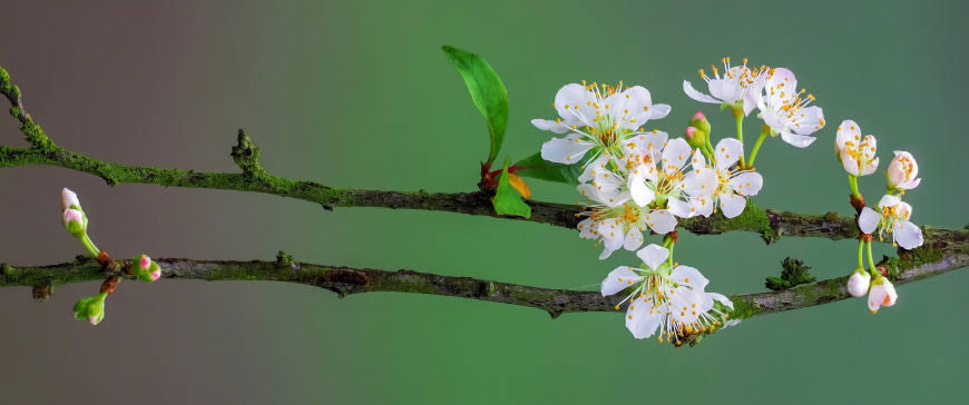 樱花树枝高清壁纸图片 3440x1440