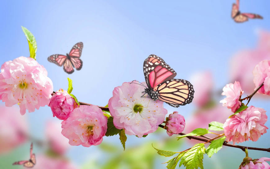 粉红色花朵和蝴蝶高清壁纸图片 2880x1800
