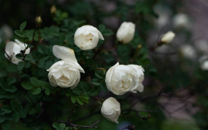 白玫瑰高清壁纸图片 1680x1050