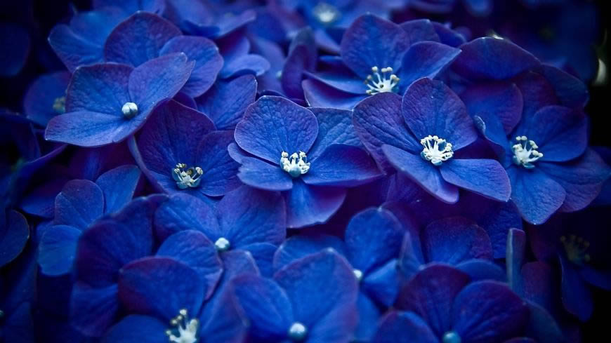 蓝色花瓣高清壁纸图片 1920x1080