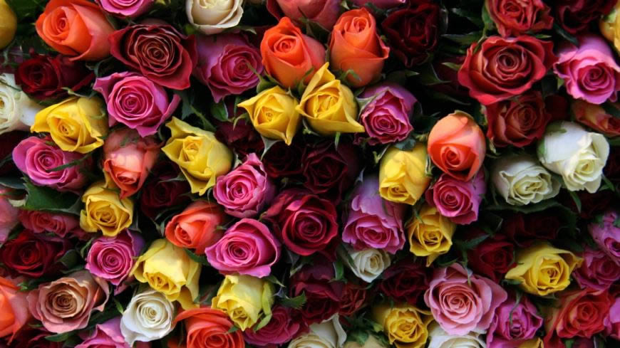 五颜六色的玫瑰花高清壁纸图片 1920x1080