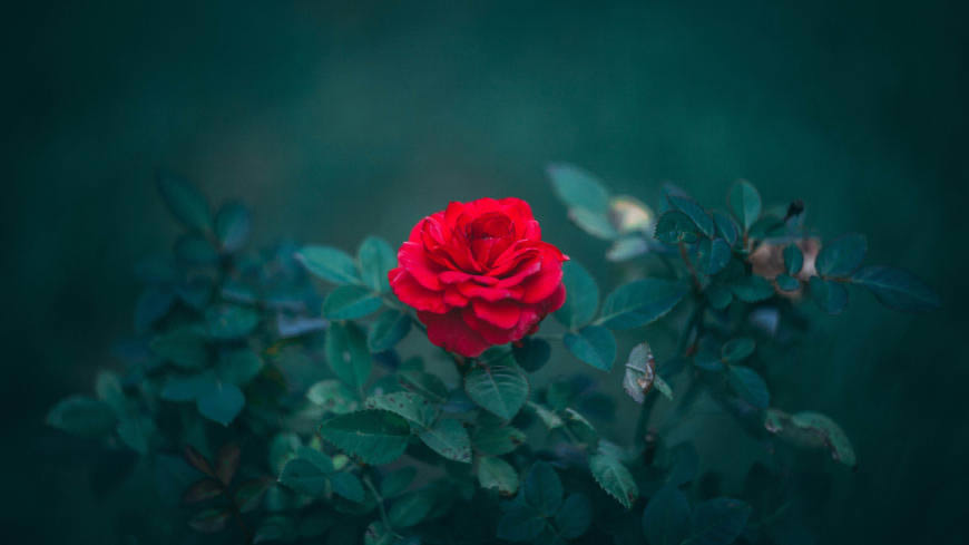 红玫瑰高清壁纸图片 3840x2160