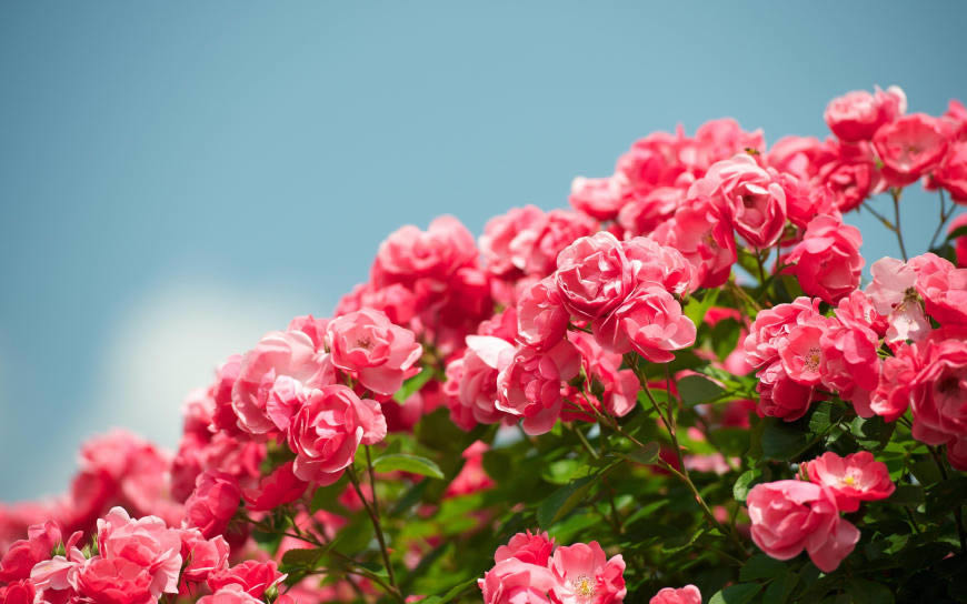 红色玫瑰花丛高清壁纸图片 3840x2400