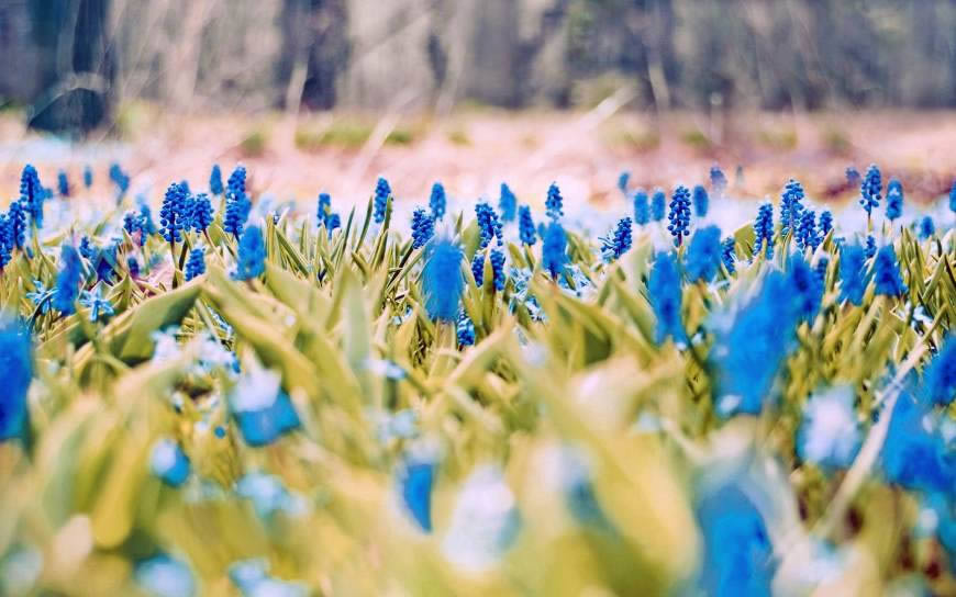 蓝色花卉高清壁纸图片 3840x2400