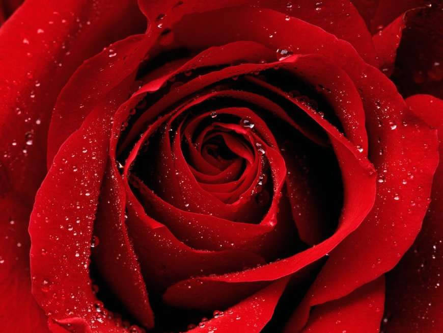 红玫瑰高清壁纸图片 1600x1200