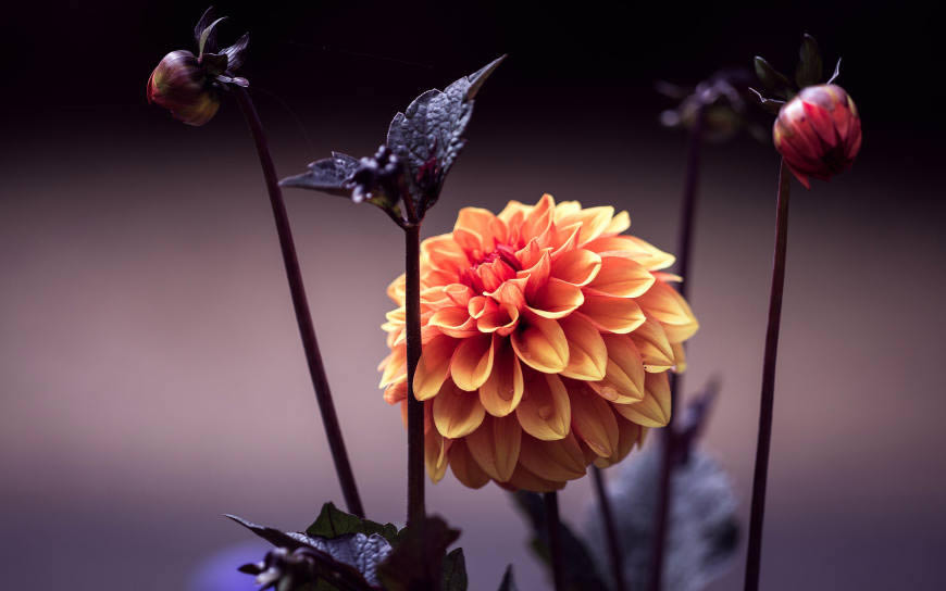 橙色的花朵高清壁纸图片 2560x1600