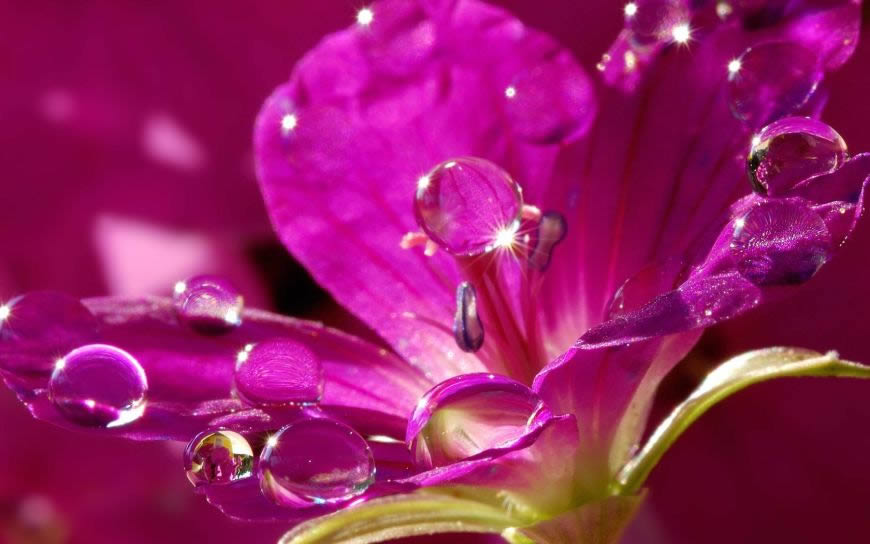 带水滴的紫色花瓣高清壁纸图片 1680x1050