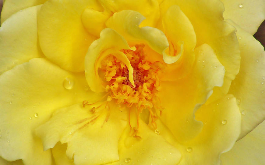 黄色玫瑰花高清壁纸图片 1920x1200