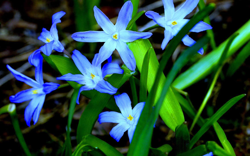 蓝色小花朵高清壁纸图片 2880x1800
