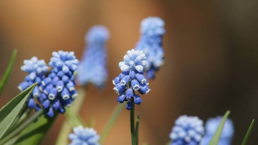 蓝色花朵高清壁纸图片 1920x1080