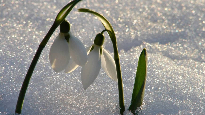 雪中盛开的雪花莲高清壁纸图片 1920x1080