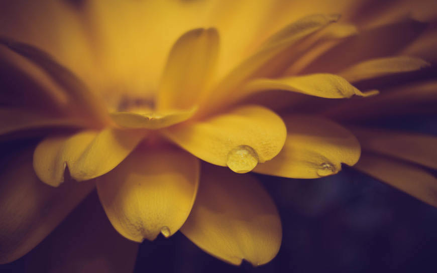 带水珠的黄色花瓣高清壁纸图片 3840x2400