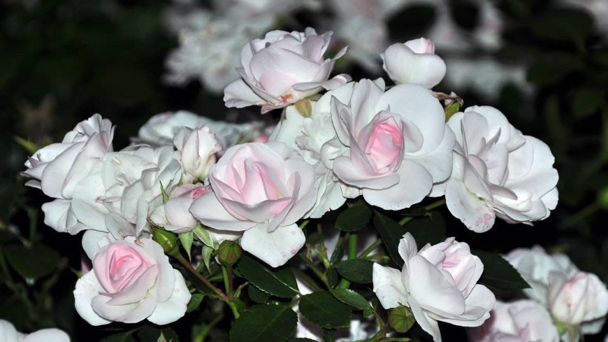 白色玫瑰花高清壁纸图片 1920x1080
