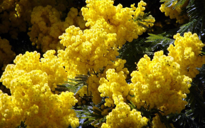 春天盛开的黄色毛茸茸花朵高清壁纸图片 1920x1200