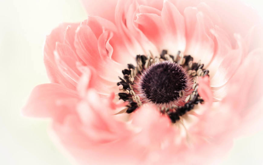 罂粟花高清壁纸图片 1920x1200