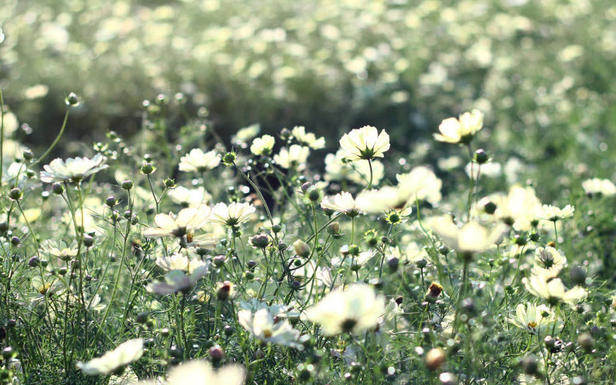 清新的花草地高清壁纸图片 2880x1800