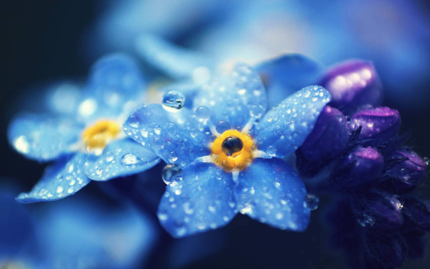 带水滴的蓝色花朵特写高清壁纸图片 1920x1200