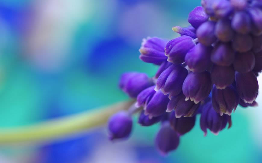 紫色花枝高清壁纸图片 2560x1600