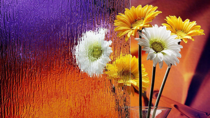 美丽的非洲菊高清壁纸图片 1600x900